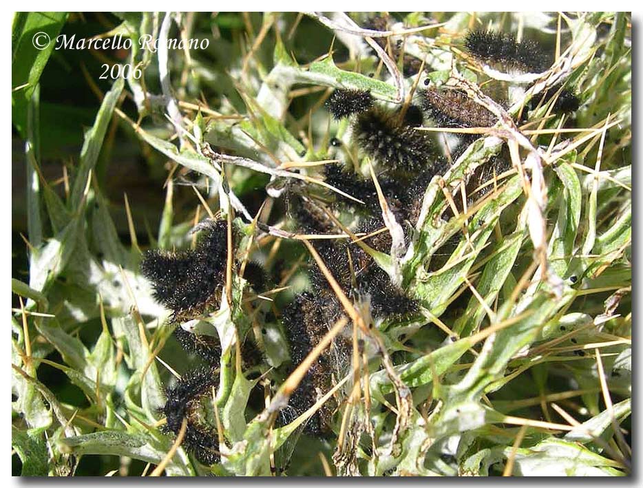 Bruco, crisalide e adulti di Melitaea aetherie (Nymphalidae)